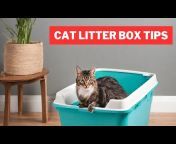 Cat Care Tips and Cat Health