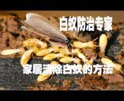 Termite Control Expert