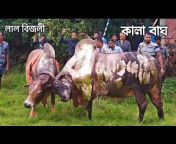 bull_fight_Sylhet