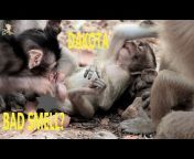 Angkor Monkeys