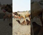 Camels Lovers