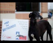 Greyhound Adoption League of Texas, Inc.