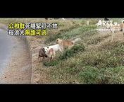 台灣動物緊急救援小組 - 台灣貓狗聯合勸募平台 - ARTT