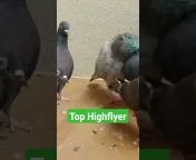 High flying pigeon