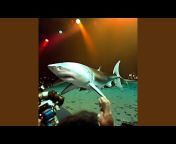 Lazer Sharks - Topic