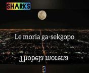 malum sharks