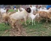 Qaisrani Cattle Farm