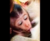 Cute baby Monkeys