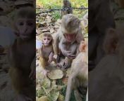 Monkey family 05