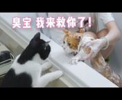 花花与三猫 Cat Live