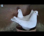Iranian pigeons Highflyers