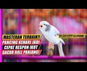 Bird champion Training-tv