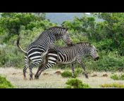wildlife Of Africa