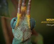 Courtship and Copulation of Mt. Meru Jackson's Chameleons from meru meru