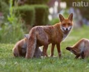 Red fox vixen (Vulpes vulpes) with four suckling cubs in an allotment, cubs start to play, London, England, UK, May.n©Matthew Maran/naturepl.comnhttps://www.naturepl.com/stock-video/red-fox-vixen-(vulpes-vulpes)-with-four-suckling-cubs-in-an-allotment-cubs/search/detail-0_01649604.html