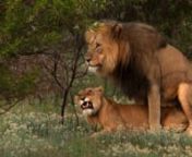 It&#39;s not a behaviour often captured on film, but the Earth Touch crew recently got the chance to film African lions mating in the wild! When it comes lion mating rituals, it’s all about speed and stamina (and plenty of aggression). And monogamy is out of the window – females will mate with more than one suitor and since there’s no specific breeding period, lions mate several times a year – and a mating marathon can involve twenty to forty romps a day (the amorous pair often doesn’t eve