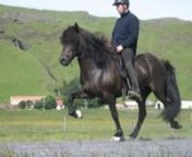 ORRI DAUGHTER FOR SALE! Your chance to acquire a stunning 9 year old mare after the