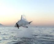 This amazing shot shows a shark attacking a seal decoy. Great Whites hunt seals by coming from the deep at high speed and hitting the seal out of the water. The sharks speed is enough to lift the seal and itself often weighing over a 1000 kg straight out of the water. This video captures this action clearly in Table Bay, the biggest breeding ground of Great White sharks in the world.