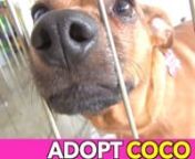 Coco&#39;s Story...nCoco was surrendered by her owners who had a new baby and little kids so there was little time to give their attention to her. Here is how her owners describe her. Coco is 4 years old, weighs 18lbs. She is a loving, playful dog who just adores lots of attention, cuddling, sleeping either in bed with her parents, or close by in her own bed. She loves being taken on at least 3 long walks per day (in the mornings before her parents go to work, in the early evenings when they return