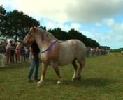 Les plus puissants chevaux bretons de Belle-ile en mer dans le Morbihan en Bretagne sud ont participé à un concours