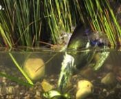 Some stunning slow motion sequences of young kingfishers trying to catch fish, recorded by Rainer Bergomaz from Blue Paw Artists with a pco.dimax HD+ highspeed camera at 1060 frames/s.nnMusic: Quasi Motion by Kevin MacLeod (http://incompetech.com)