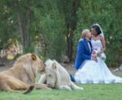 This wedding took place at The Ranch in Polokwane, South Africa on October 2015.nnThe couple and the venue were such a blessing to work with and we managed to capture great images. Though it was the first time we did couple portraits with real life lions, we managed to get the most beautiful ones.nnEnjoynBusang Photography