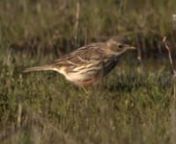 Meadow pipit from pipit