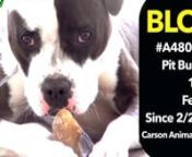 #SaveBLOO - #A4804208n**STILL HERE! EXTEMELY URGENTnnnBLOO is still alive!!! Oh and BLOO is a SHE, not a HE! Oops, sorry BLOO. I saw her at the shelter today (Saturday). Let&#39;s keep pushing for her - this thing isn&#39;t over yet. I gave her a nice stinky hoof as a gift for sticking around and she savored it like a &#36;10,000 lobster!! I have a longer video coming that shows the hilarious process BLOO went through to actually take the hoof - you have to see it to believe it. It goes on to show her being