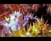 Filmed on Pom Pom Island at Celebes Beach Resort where Oceans Below set up shop every year in October. The night dives especially are amazing in Borneo. There is a lot of macro marine life… Filmed with a Sony AX100 in 4K with a Gates Housing and Fisheye Video lights.