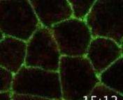 Time lapse imaging of epithelial cell cytokinesis on the dorsal thorax of Drosophila pupae: E-Cadherin (green) labels the adherens junctions and PH-RFP (red) decorates the plasma membrane (time in min:sec).nnVidéomicroscopie confocale de la division de cellules épithéliales du thorax dorsal de drosophile. E-Cadhérine (en vert) marque les jonctions adhérentes et PH-RFP (en rouge) décore les membranes plasmiques. Le temps est indiqué en min:sec.nn&#62; Roland Le Borgne : https://igdr.univ-renne