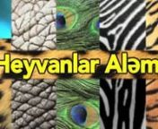 Heyvanlar Alemi : Hekayeler Alemi - Animal Land : Story Land - S01Ep02 from s01ep02