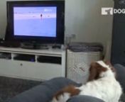 trailer_cavalier_watching_tv_Master_2_SOUNDLESS-ID-dff6b17b-a504-4ced-eee8-ab14bdda3ce4.mp4 from 504 b