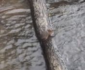 2018 Aug 6 Large Japanese Field Mouse at Bu-betsu Rivern2018年8月6日撮影　ブウベツ川のアカネズミ