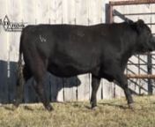 We are so excited about what the DDA Freman 80R bull is doing for us.  He also looks like a bull should.  He is half sibling mating to the DDA Melisa 824 cow.  The mother of DDA Birch Creek 88W is also backed by  good cows and sires. 