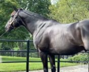 It&#39;s an exciting season for Taylor Made Stallions with first-crop sire Not This Time on a roll this year while Midnight Storm&#39;s first crop of yearlings are a success at the sales. Now, they welcome a new member to the roster in Larry Best&#39;s Grade II winner Instagrand.