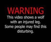This WildWednesday we are sharing some video we captured of a wolf that has been wounded, most likely while trying to take down an ungulate (like a deer or a moose). nnThe imagery may be disturbing to some so we are giving you plenty of warning: if such things are hard for you to watch it is best to skip through to something else.nnLike cougars, wolves have to be very cautious about what type of prey they choose. If they choose the wrong prey, something too large, or too fast, then they run the