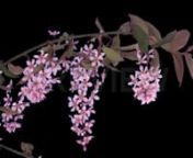 Get 100&#39;s of FREE Video Templates, Music, Footage and More at Motion Array: https://www.bit.ly/2UymF81nGet this here: https://motionarray.com/stock-video/blooming-bird-cherry-branch-66524nnThis stock video shows the blooming of pink buds on a cherry branch. The branch holds many clusters of tiny ball buds. The stem that holds each cluster pulls in and curls. Then finally, the tiny buds open and fan out its pink petals. This was shot on 2a2 time lapse isolated on black background. Use this clip f