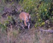 Came across a huge male Bengal Tiger and a mother tiger with her three cubs during a December 2016 visit to India&#39;s Pench National Park and Kanha Tiger Reserve.