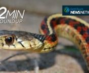 An update on Hesheng the panda, new uses for leeches, snake sex gets wild, a rare wild dog rediscovered and the search for an “extinct” echidna. All that and more in your weekly roundup of nature news.nnEarth Touch News Network nhttp://www.earthtouchnews.comnnNEWS SOURCESnnGOODBYE TO HESHENGnhttps://goo.gl/esFUUFnnLEARNING WITH LEECHESnhttps://goo.gl/JZUVMXnnBEAR TRACKERnhttps://goo.gl/IgfcDLnnECHIDNA SEARCHnhttps://goo.gl/TbNjC7nnWILD DOG RETURNSnhttps://goo.gl/eM7j55 nnGATOR GOLFnhttps://g
