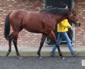 Walking footage of Far Above at Compas Stallions.