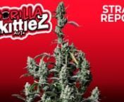 ----Intended for the 18 &amp; over----nnSebastian Good tells you all about Fastbuds Gorilla Zkittlez Auto:nnExtremely sweet, extremely potentnnTaste real power with the exquisite Gorilla Zkittlez Auto. This genetic masterpiece is the perfect choice for avid consumers looking for a long-lasting effect. It’s a new-school hybrid that comes with a hard-to-describe terpene profile reminiscent of old-school flavors with a delicious fruity candy modern twist, offering the whole spectrum of effects th