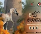 Ajman Arabian Horse Show 2024 from ajman