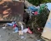 Heimatlose Fellnase aus Bulgarien sucht im Müll nach Futter