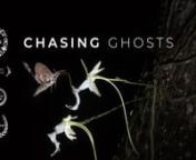 In their quest to identify the pollinator of the ghost orchid for the first time, a team of explorers, photographers, and filmmakers spent three summers standing waist-deep in alligator- and snake-laden water, swatting air blackened by mosquitoes, and climbing to sometimes nausea-inducing heights. They came away with a startling new discovery - and an even deeper love for Florida&#39;s wildest wetlands - revelations that may help to conserve both the endangered orchid and its shrinking home.nnWINNER