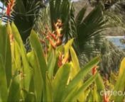 y2matecom-what-is-a-plant-all-about-plants-for-kids-freeschool-1080p_2feGbQvi.mp4 from qvi