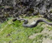 We found a snake eating an eel on the rocks while visiting Active Pass on Galiano Island.Something you just don&#39;t see everyday.