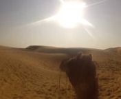 Camel trekking in Jaisalmer from princess jasmine car