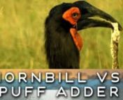 Even venomous puff adders are no match for the southern ground-hornbill – one of Africa&#39;s most distinctive birds. Watch the hornbill&#39;s powerful and deadly beak at work in this nature video clip.