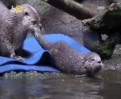 Watch the moment a mama otter teaches her baby how to swim for the first time at the Oregon Zoo! Trinity Chavez has more on this story.