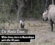 White rhinos return to Mozambique park after 40 years &#60;br/&#62; &#60;br/&#62;A Mozambican park welcomes its first white rhinos in 40 years after 19 of the threatened animals completed a 1,600-kilometer (thousand-mile) truck ride from South Africa, conservationists said. The rhinos were reintroduced to Zinave National Park in southern Mozambique under an initiative to restore wildlife and boost the local economy. &#60;br/&#62; &#60;br/&#62;Video by: AFP &#60;br/&#62; &#60;br/&#62;Subscribe to The Manila Times Channel - https://tmt.ph/YTSubscribe&#60;br/&#62; &#60;br/&#62;Visit our website at https://www.manilatimes.net&#60;br/&#62; &#60;br/&#62;Follow us:&#60;br/&#62;Facebook - https://tmt.ph/facebook&#60;br/&#62;Instagram - https://tmt.ph/instagram&#60;br/&#62;Twitter - https://tmt.ph/twitter&#60;br/&#62;DailyMotion - https://tmt.ph/dailymotion&#60;br/&#62; &#60;br/&#62;Subscribe to our Digital Edition - https://tmt.ph/digital&#60;br/&#62; &#60;br/&#62;Check out our Podcasts: Spotify - https://tmt.ph/spotify&#60;br/&#62;Apple Podcasts - https://tmt.ph/applepodcasts&#60;br/&#62;Amazon Music - https://tmt.ph/amazonmusic&#60;br/&#62;Deezer: https://tmt.ph/deezer&#60;br/&#62;Stitcher: https://tmt.ph/stitcher &#60;br/&#62;Tune In: https://tmt.ph/tunein &#60;br/&#62;Soundcloud: https://tmt.ph/soundcloud&#60;br/&#62; &#60;br/&#62;#TheManilaTimes